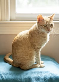 Nilla - Photo 4