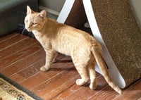 Nilla - Photo 5