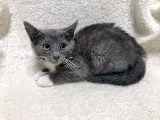 JACKY - Domestic Short Hair / Tuxedo available for adoption