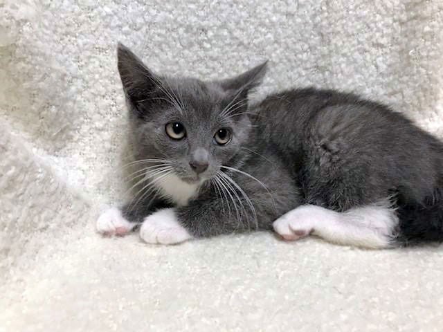 JACKY - Domestic Short Hair / Tuxedo available for adoption