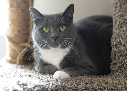 JACKY - Domestic Short Hair / Tuxedo available for adoption