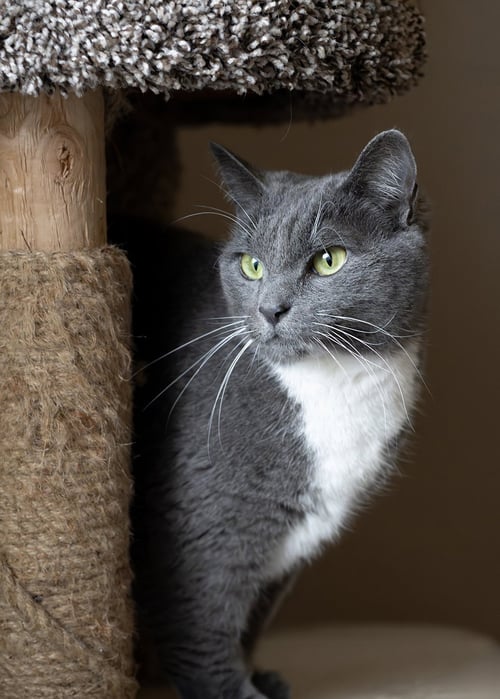 JACKY - Domestic Short Hair / Tuxedo available for adoption