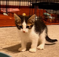 Remy - Photo 1