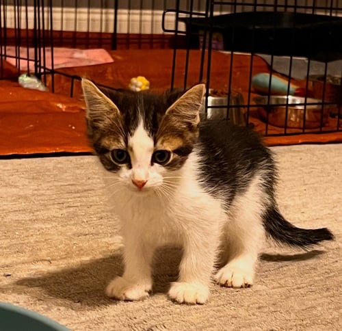 REMY - Domestic Short Hair available for adoption