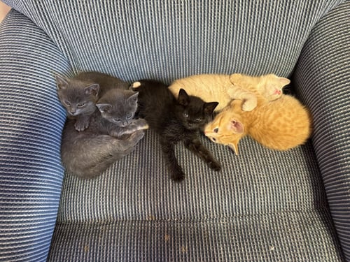 IZZIE - Tabby / Domestic Short Hair available for adoption