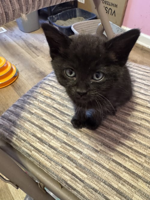 INDIGO - Domestic Short Hair available for adoption