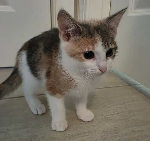 GRAYCIE - Calico / Domestic Short Hair available for adoption