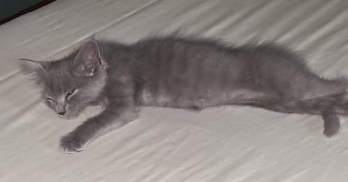 PHAYU - Domestic Short Hair available for adoption