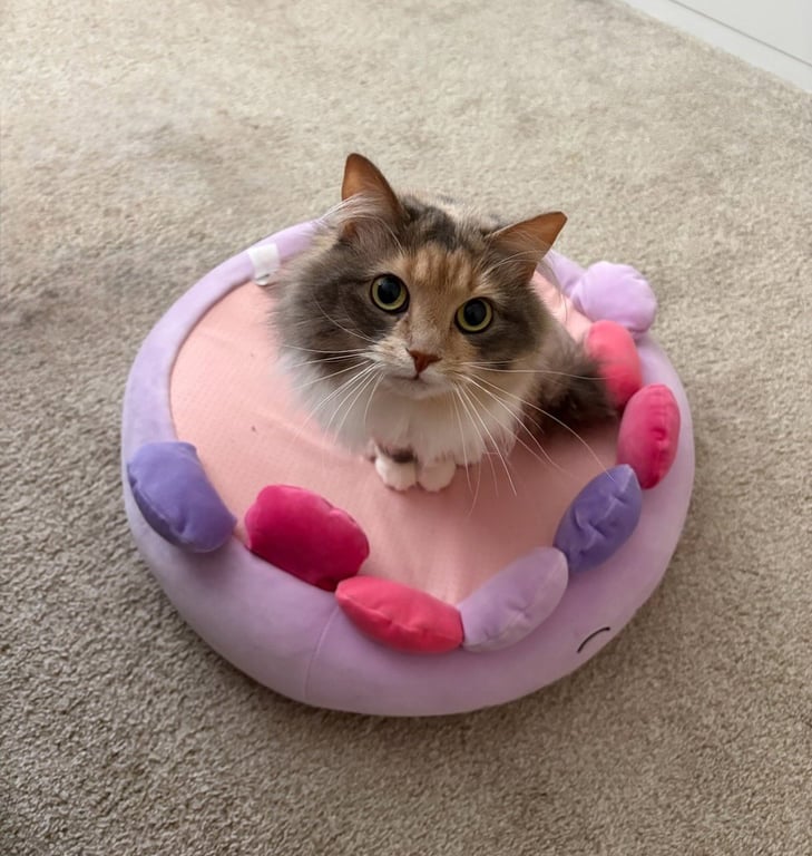Riley Image