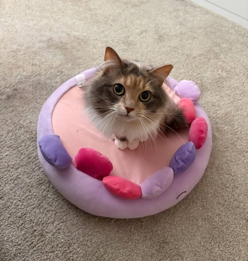 RILEY - Maine Coon available for adoption