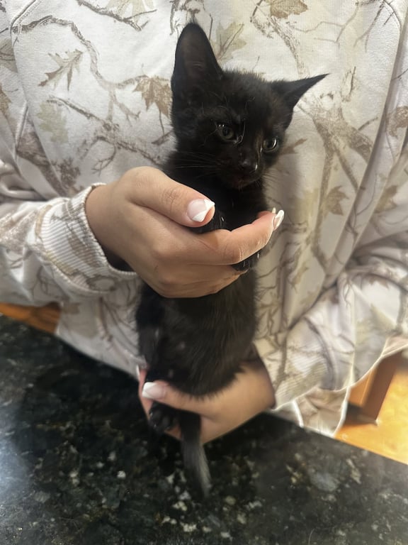 Licorice Image