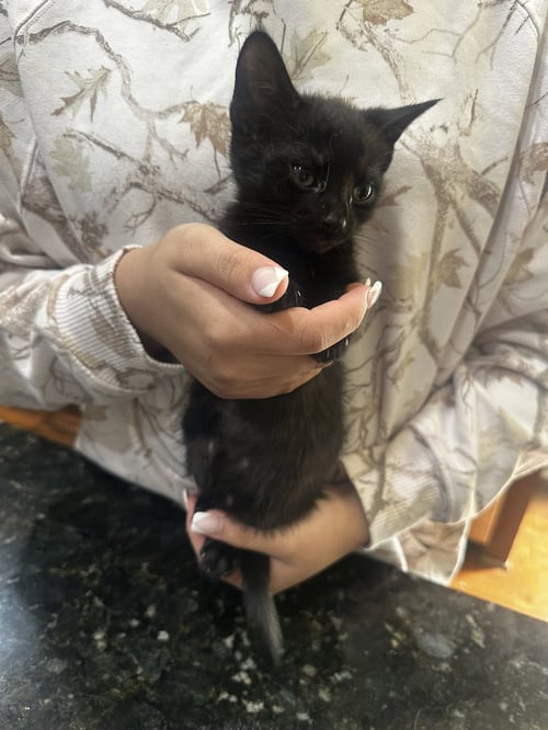 LICORICE - Domestic Short Hair for adoption in Sandy Springs