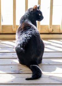Vincent - Photo 5