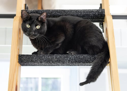 VINCENT - Domestic Short Hair available for adoption