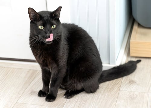 VINCENT - Domestic Short Hair available for adoption