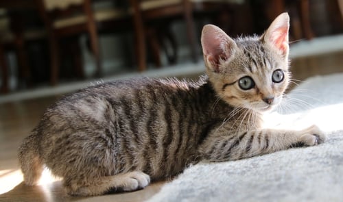 BUGSY - Domestic Short Hair / Tabby available for adoption