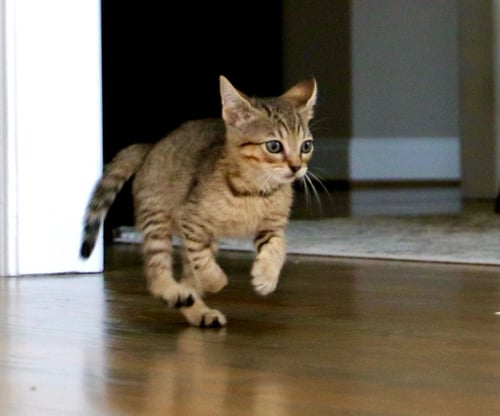 BUGSY - Domestic Short Hair / Tabby available for adoption