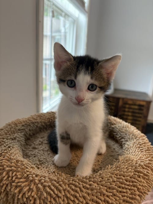 BARNACLE - Domestic Short Hair available for adoption