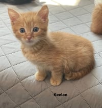 Keelan - Photo 1