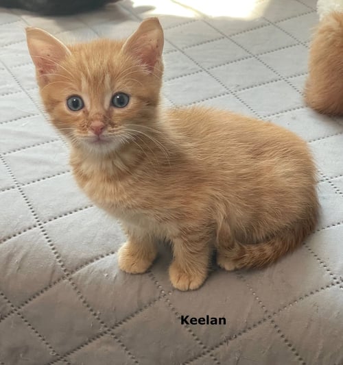 KEELAN - Domestic Short Hair available for adoption