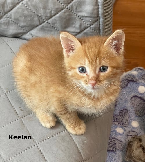 KEELAN - Domestic Short Hair available for adoption