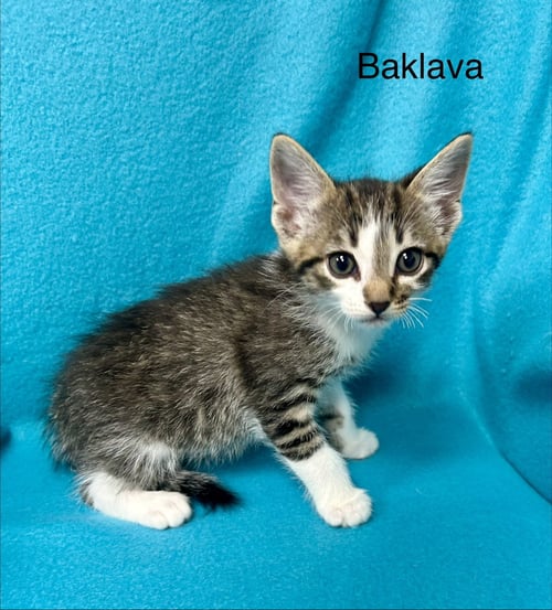BAKLAVA - Tabby / Domestic Short Hair available for adoption
