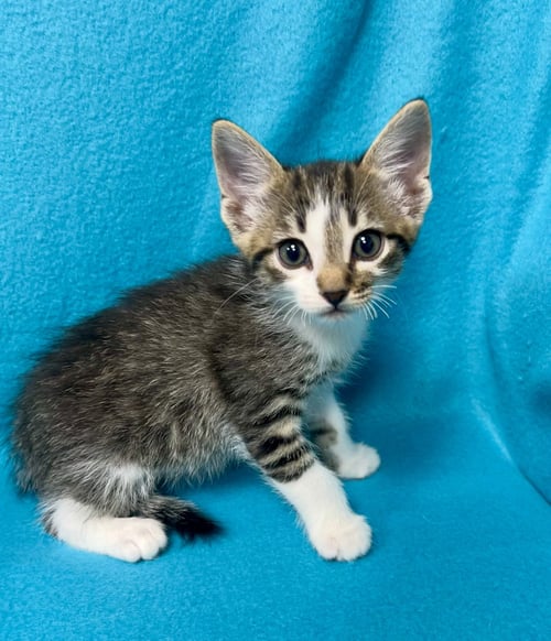 BAKLAVA - Tabby / Domestic Short Hair available for adoption