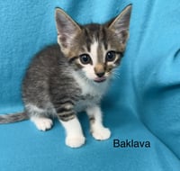 Baklava - Photo 3