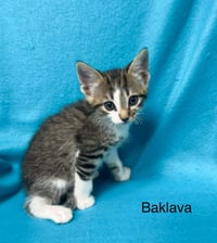 Baklava - Photo 4