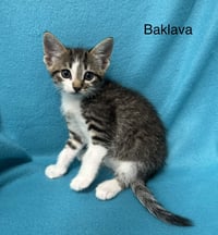 Baklava - Photo 5