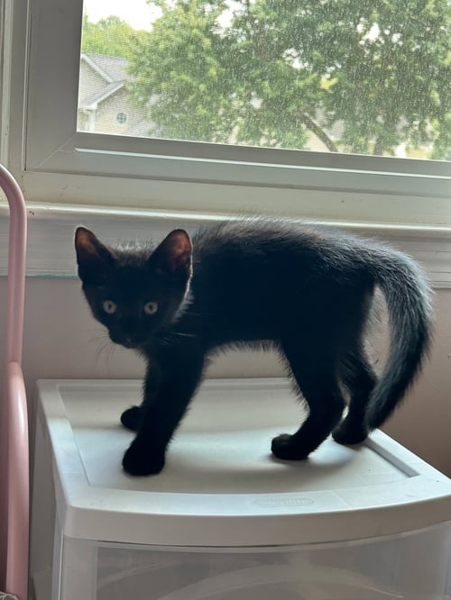 PITCH - Domestic Short Hair available for adoption