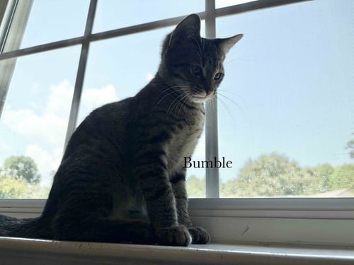 BUMBLE - Tabby / Domestic Short Hair available for adoption