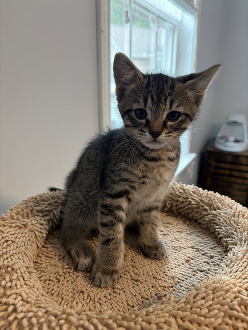 BUMBLE - Tabby / Domestic Short Hair available for adoption
