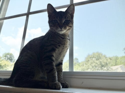 BUMBLE - Tabby / Domestic Short Hair available for adoption