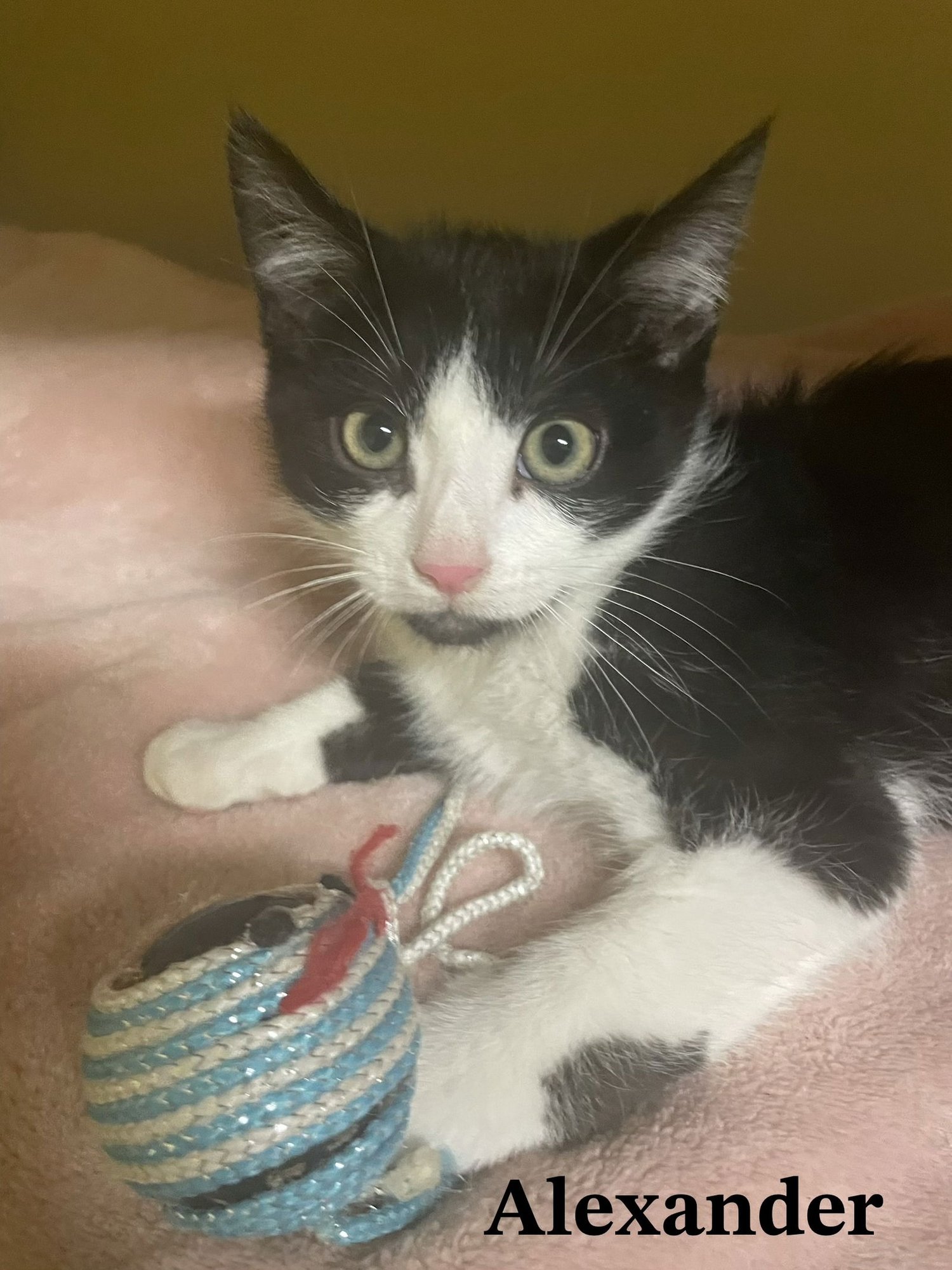 ALEXANDER - Domestic Short Hair available for adoption