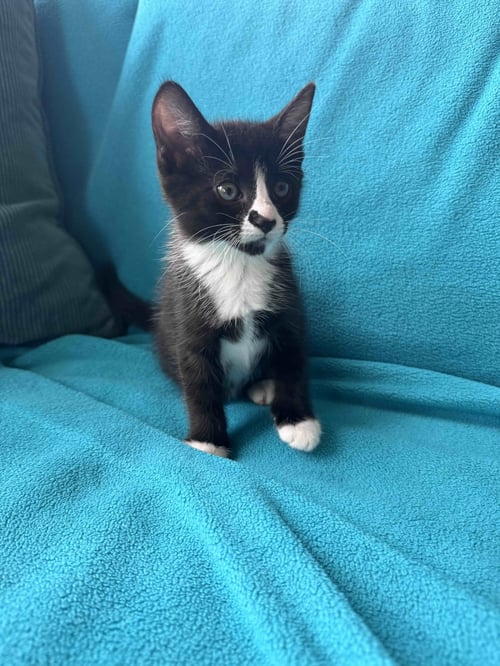 SAMMIE - Tuxedo / Domestic Short Hair available for adoption