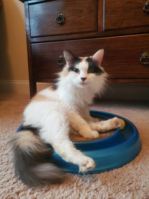 SABRINA MAE - Domestic Medium Hair / Calico available for adoption