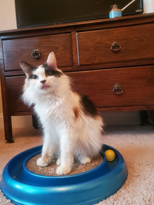 SABRINA MAE - Domestic Medium Hair / Calico available for adoption