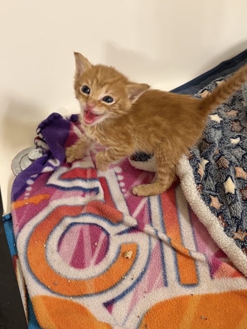 KENNEDY - Domestic Short Hair available for adoption