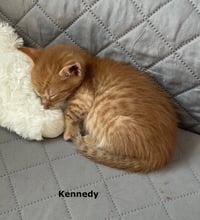 Kennedy - Photo 2