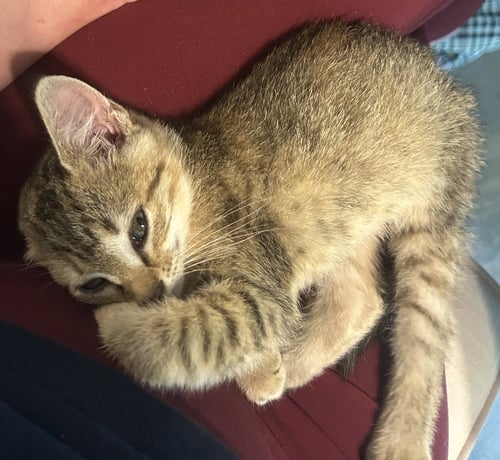 RAVIOLI - Tabby / Domestic Short Hair available for adoption