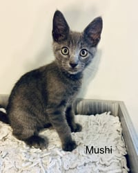 Mushi - Photo 1