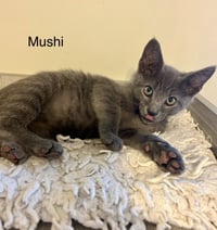 Mushi - Photo 2