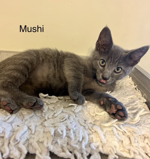 MUSHI - Russian Blue / Domestic Short Hair available for adoption