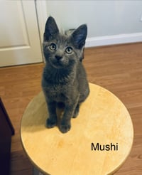 Mushi - Photo 3