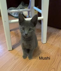 Mushi - Photo 4