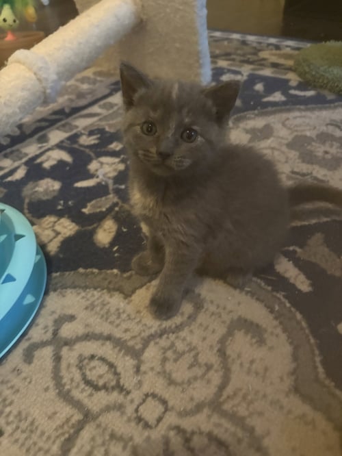 NANCY - Tortoiseshell / Domestic Short Hair available for adoption