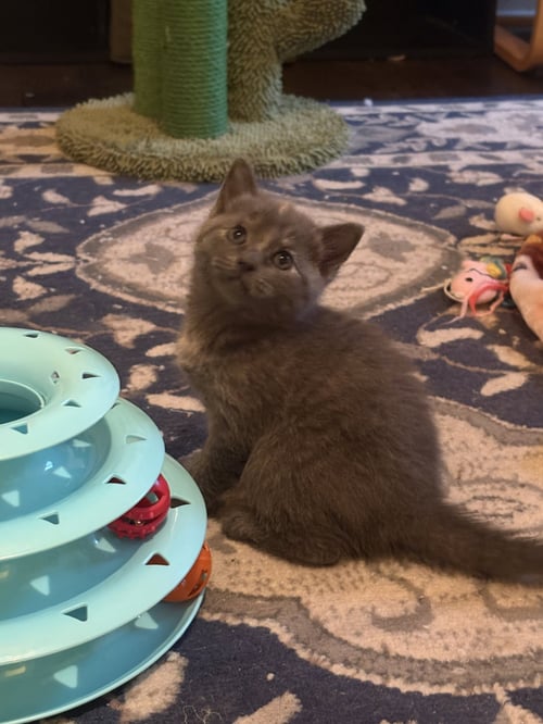NANCY - Tortoiseshell / Domestic Short Hair available for adoption