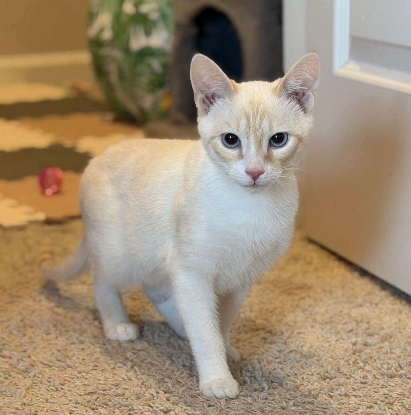 BOO - Siamese / Domestic Short Hair available for adoption