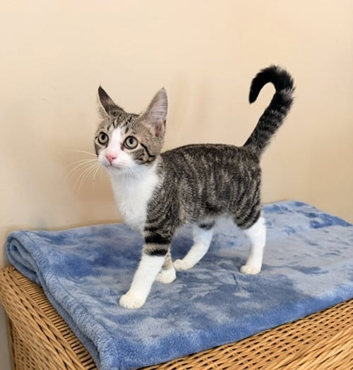 LEOPOLD - Tabby / Domestic Short Hair available for adoption